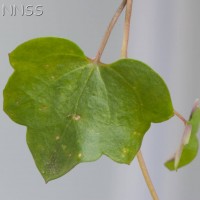 Ivy-leaved Toadflax